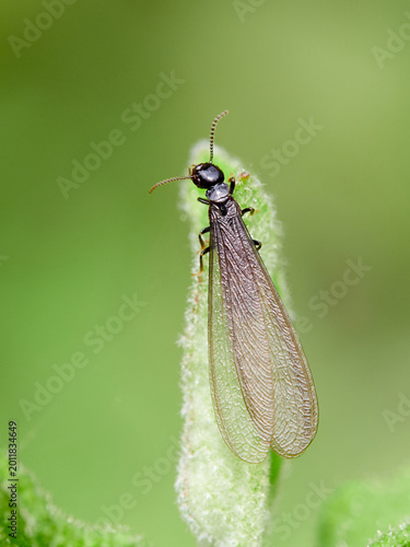 A winged queen termite on a leaf.