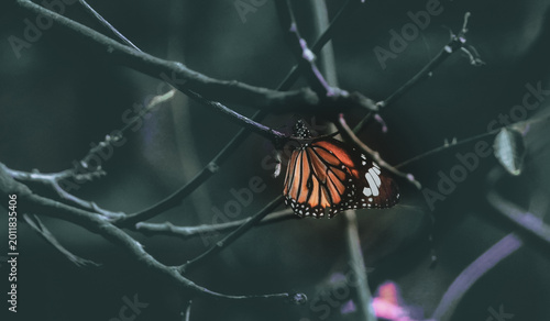 Quadro su tela butterfly on the branch