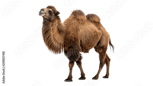 Canvas Print Large dromedary camel standing and looking for wildlife nature safari and travel