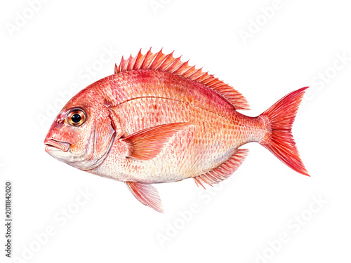 Bilde på lerret A detailed watercolor illustration of a red snapper fish featuring vibrant red scales sharp fins and natural marine anatomy