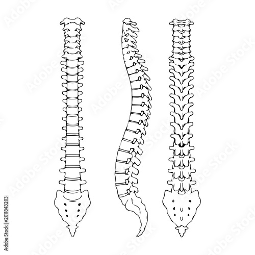 Tableau sur toile Human spine anatomy illustration with front and side views