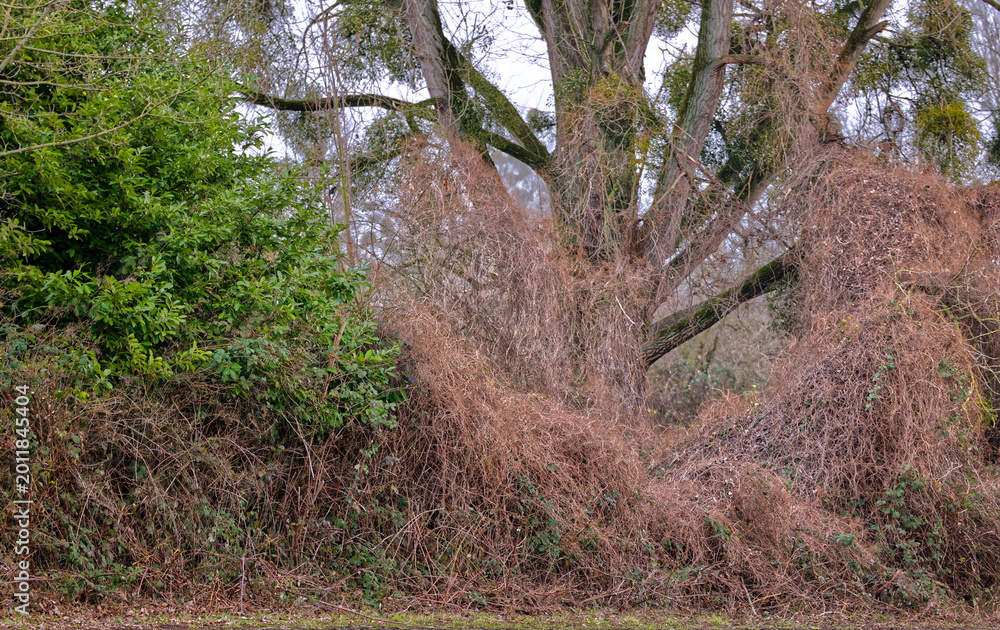 Fototapeta premium überwucherter Baum mit Ranken