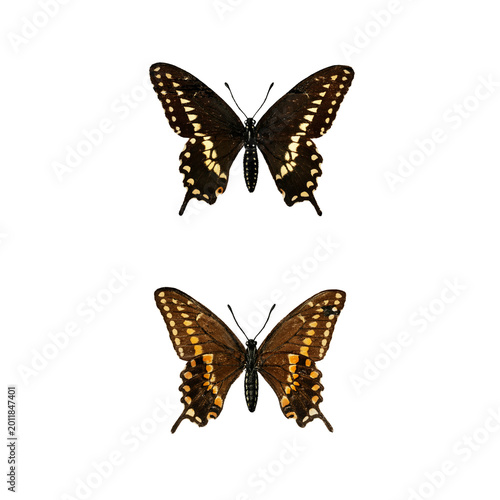 фотографія Victorian Black Swallowtail Butterfly Pair, Antique Natural History Illustration