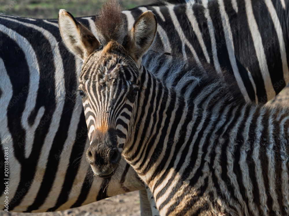 Naklejka premium Plains zebra foal