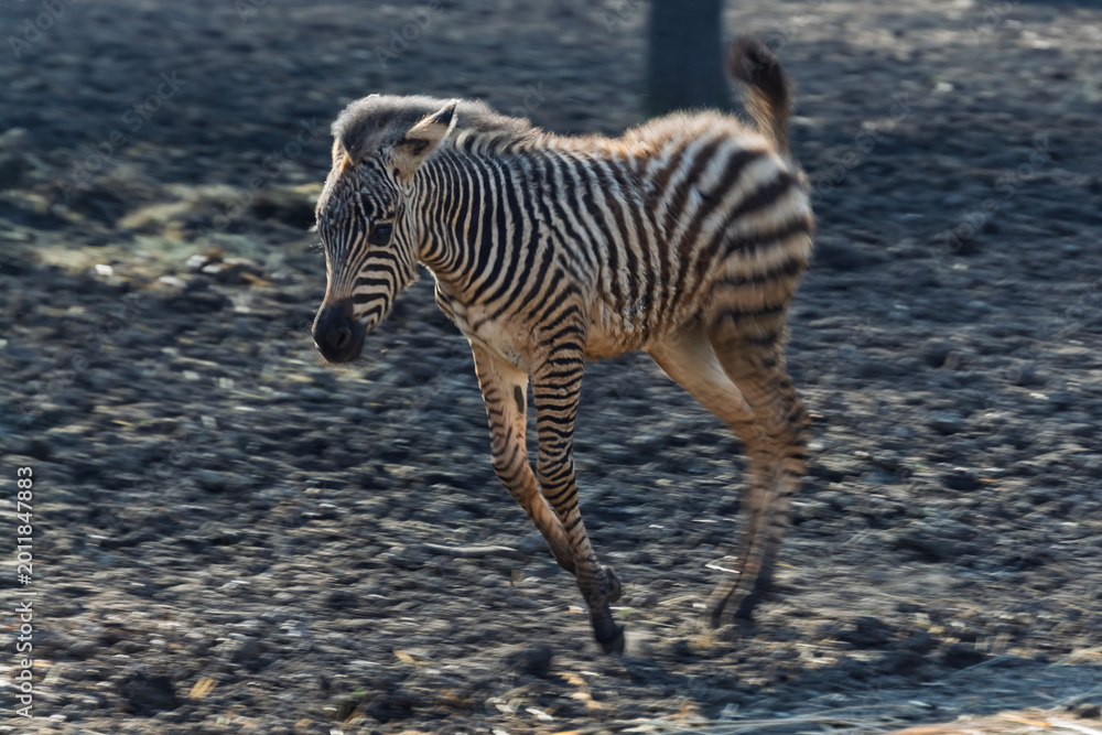 Naklejka premium Plains zebra foal