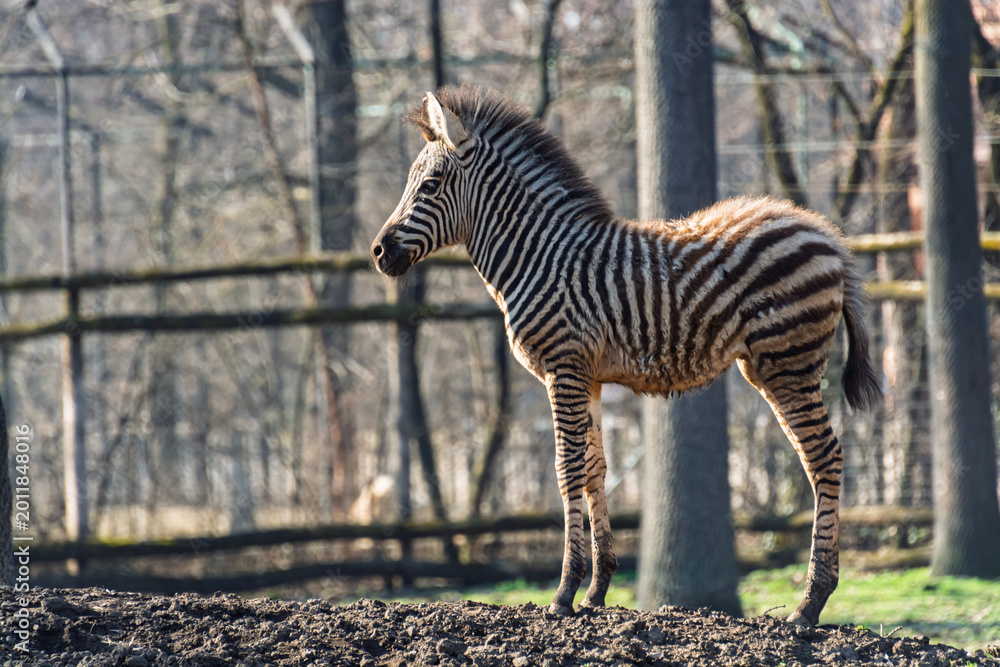 Fototapeta premium Plains zebra foal