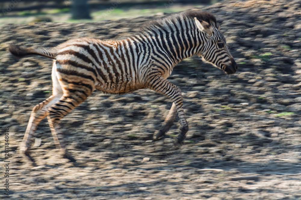 Fototapeta premium Plains zebra foal