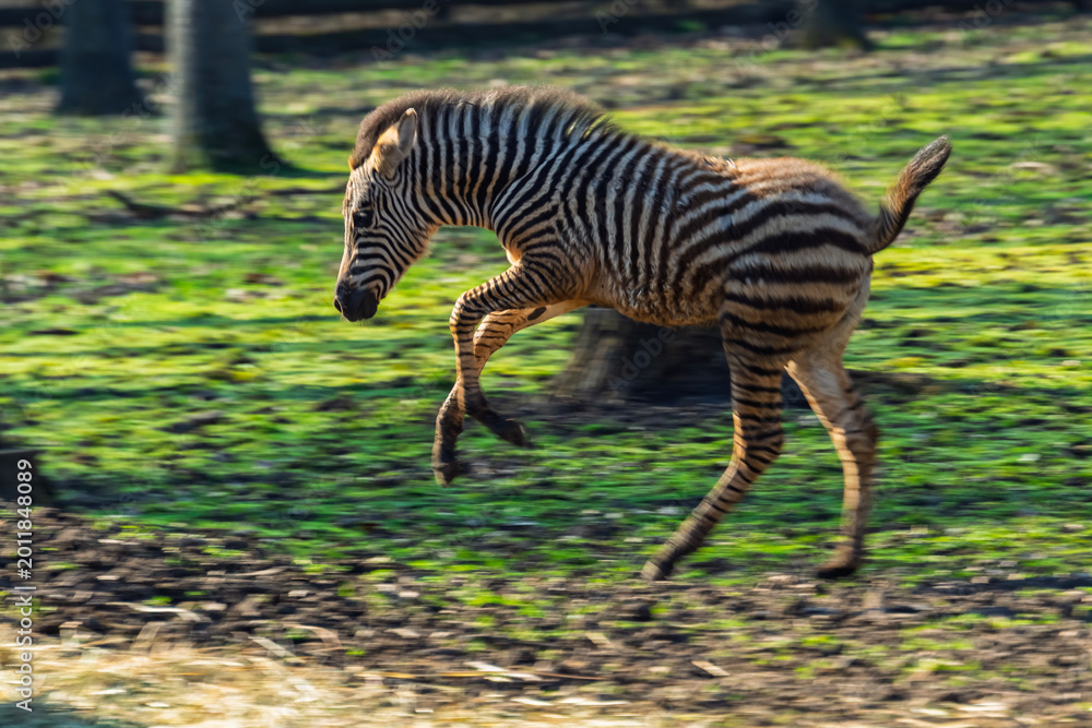 Fototapeta premium Plains zebra foal runs