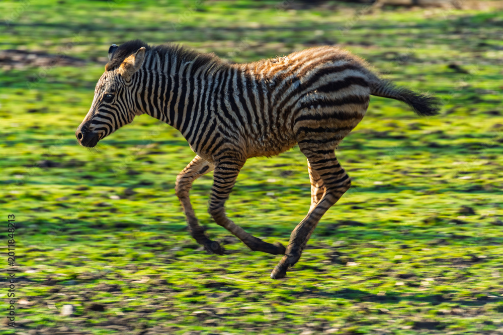 Fototapeta premium Plains zebra foal runs