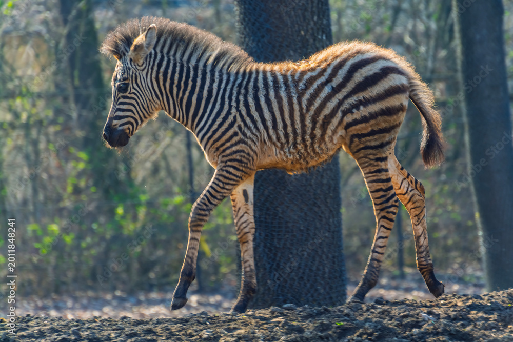Fototapeta premium Plains zebra foal runs