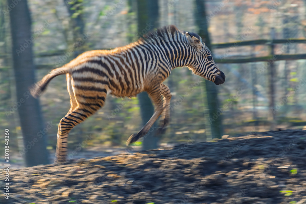 Fototapeta premium Plains zebra foal runs