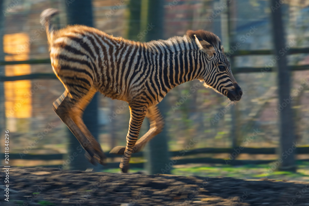 Fototapeta premium Plains zebra foal runs