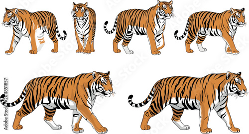 Fotografi Wild Bengal Tiger Collection with Multiple Poses Walking Standing and Prowling S