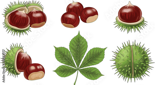 Schilderij op canvas Horse Chestnut Vector Illustration Set Featuring Brown Seeds Spiky Green Husks a