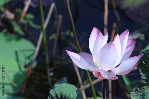 Bild auf Leinwand Fleur de lotus rose en bassin