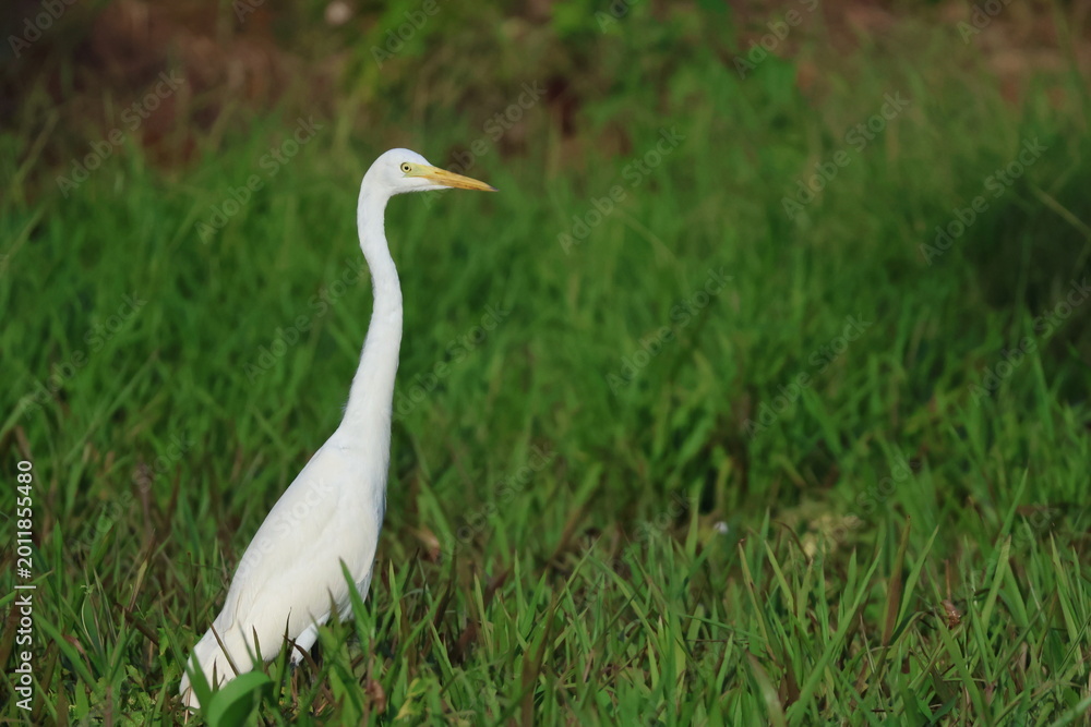 Obraz premium Grande aigrette dans l’herbe