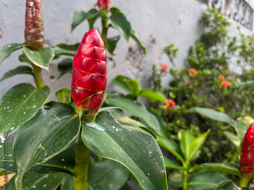 Tableau sur toile Red Button Ginger flower with water drops on green leaves