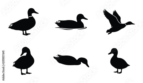 Billede på lærred Black Duck Silhouettes Collection, Vector Graphics Set of Six Aquatic Birds in V