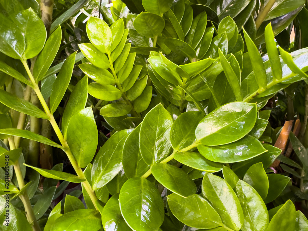 Fototapeta premium Zamioculcas plant leaves with glossy green foliage in natural setting