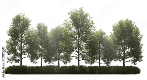 Row of tall green trees with ground cover hedge, isolated on