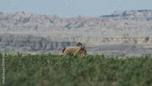 A pair of prairie dogs stand guard in the Badlands 
