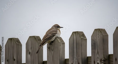 Northern Mockingbird perches on a weathered wooden fence during overcast daylight