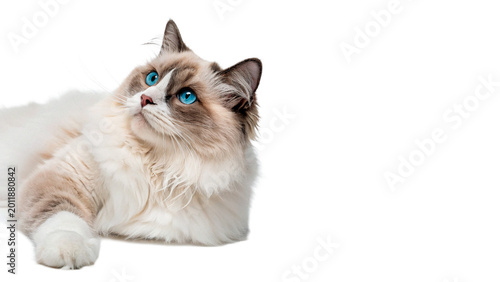 Εκτύπωση καμβά Beautiful fluffy ragdoll cat lying down for pet care breed and domestic animal l