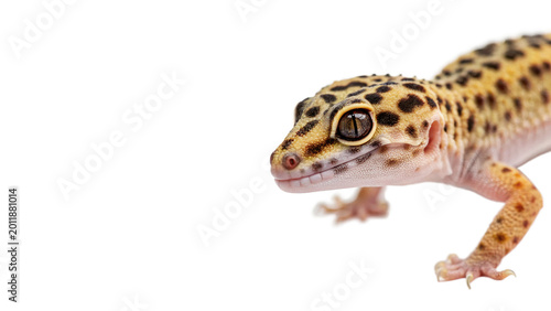 Obraz na płótnie Small leopard gecko lizard for exotic pet care and reptile wildlife nature educa
