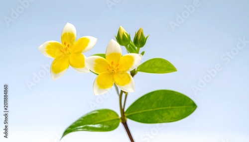 Two yellow-centered flowers with white edges against a pale blue background