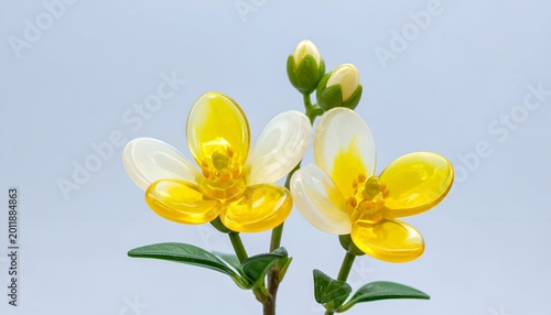 Translucent flowers, yellow/white petals & buds, stems against pale background