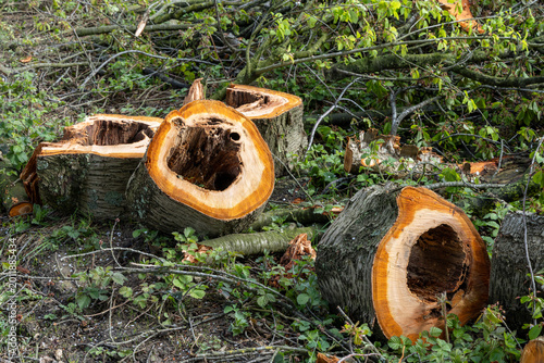 close-up of a freshly felled hollow tree trunk with heart rot in the forest
