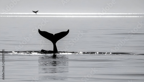 Whales dipping tails into calm, bright, sunlit ocean. Black and white shot