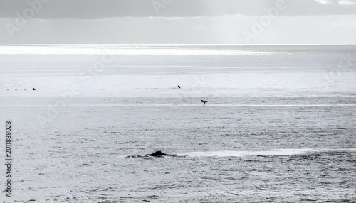 Muted ocean vista; sun reflecting off water, a few marine animals visible
