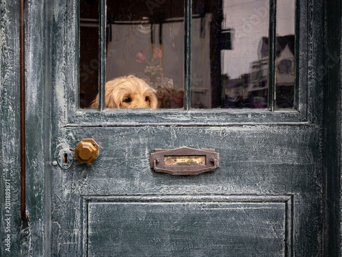 фотографія dog in a door