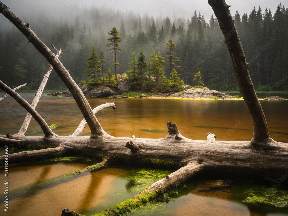 Obraz premium Eternal Boreal The Untamed Northern Wilderness