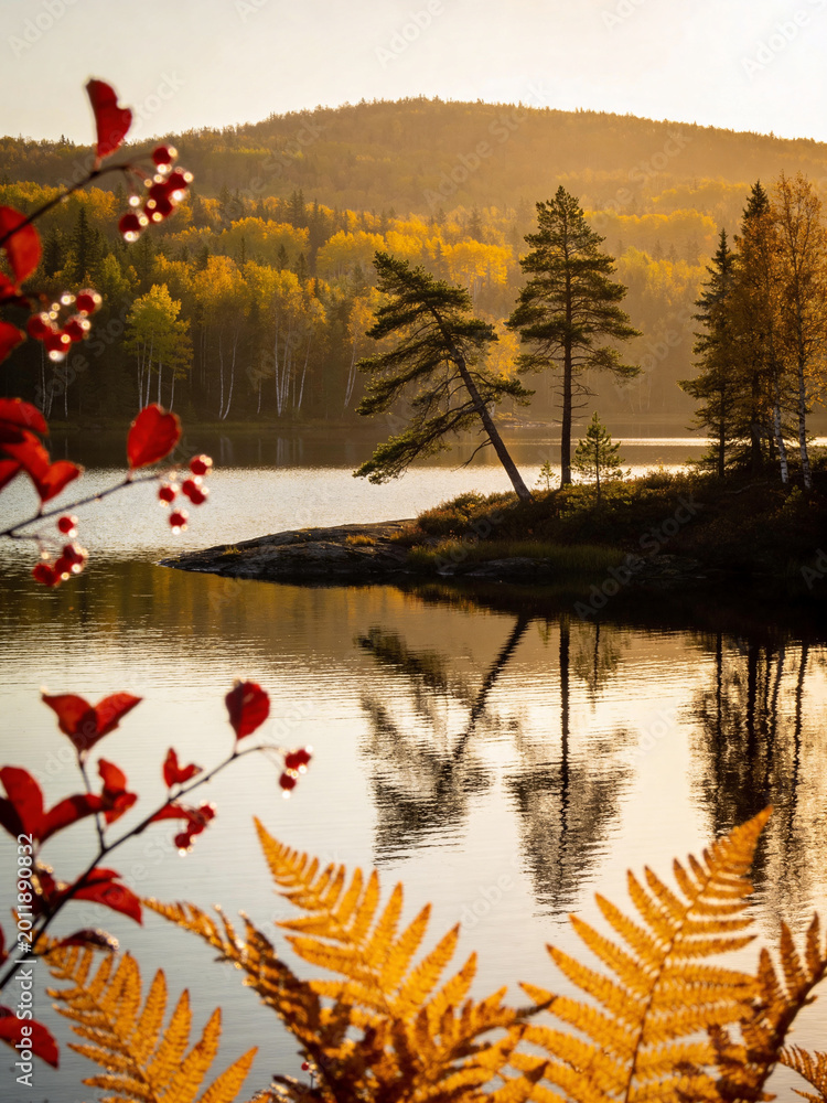 Obraz premium Eternal Boreal The Untamed Northern Wilderness