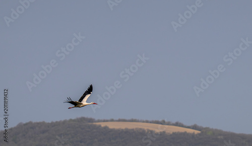 Free-Flying Stork on a Clear Day