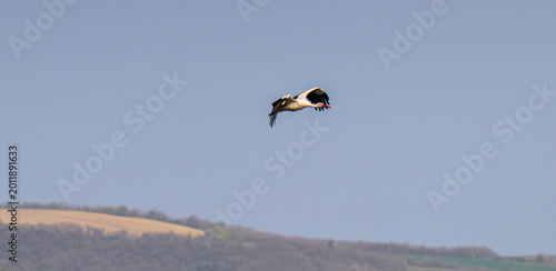 Stork in Flight Beneath an Endless Sky