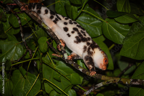 Konstfotografi albino cuscus