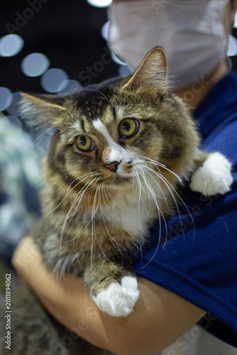 Fluffy long-haired tabby cat being held in a person's arms, displaying large expressive eyes and a curious expression.