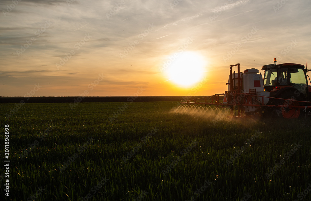 Fototapeta premium Farmer in tractor spraying crops at sunset