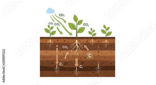 Carbon cycle illustration isolated on white background