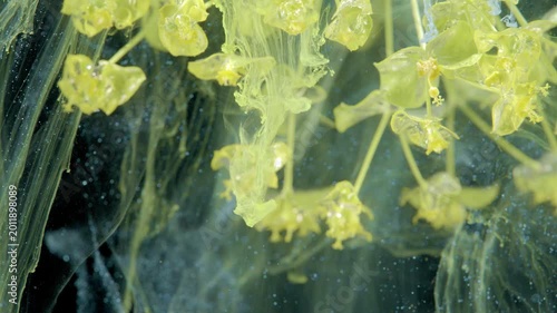 Yellow umbels swirling like jellyfish, delicate floral clusters trailing ink filaments, mysterious studio underwater illusion with rhythmic motion