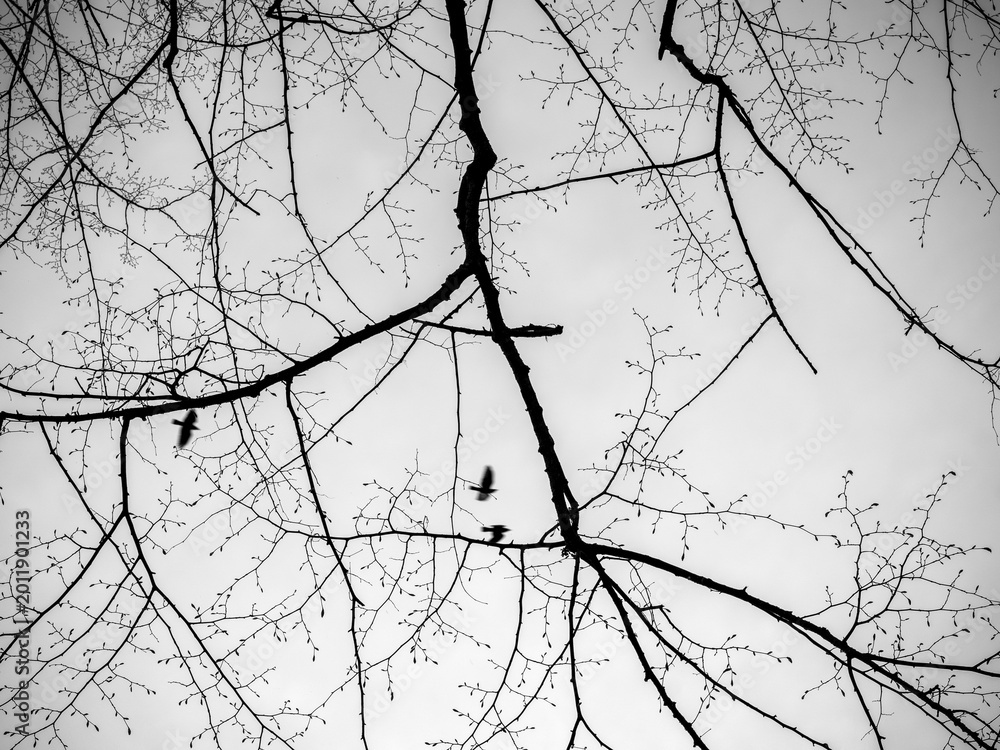 Fototapeta premium Crow birds flying as silhouettes with branches of bare tree in the foreground.