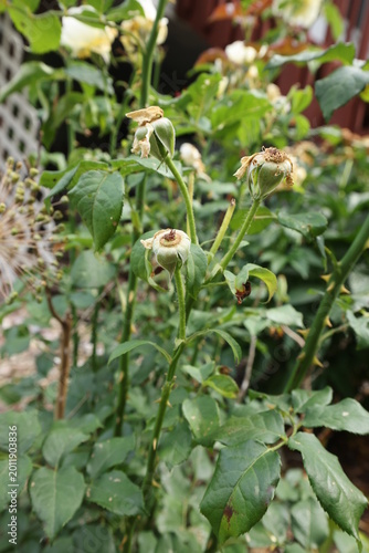 Roses that have lost their leaves and started to form a rose hips that are still immature. For more blooms, prune them off. 