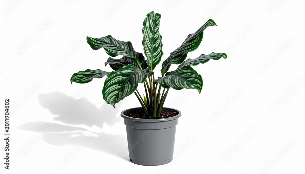 Obraz premium flower in pot
