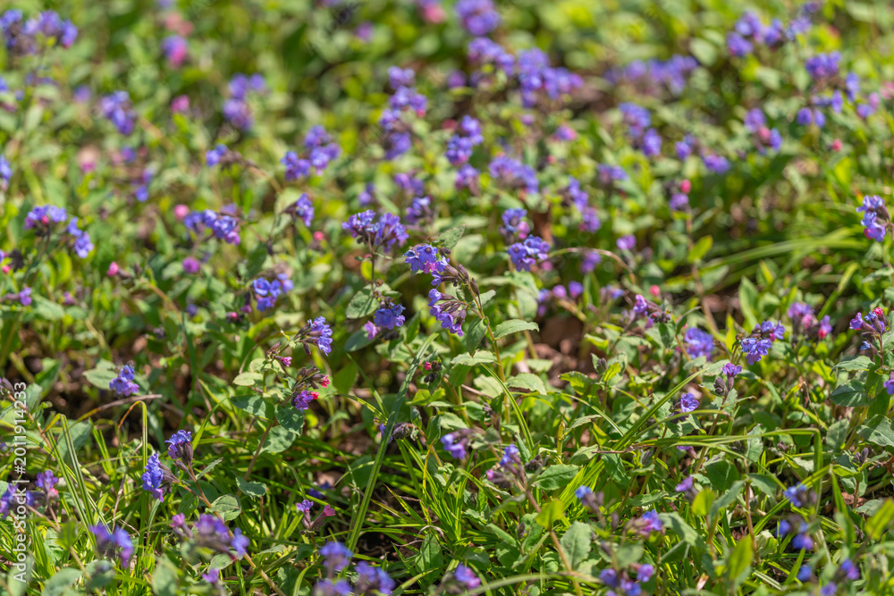 Obraz premium Natural textured groundcover with violet flowers and lush green leaves. Vibrant purple ground plants with small violet blooms and smooth green foliage in sunlight