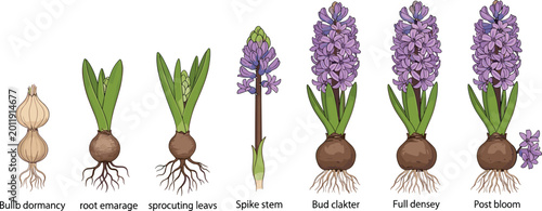 Canvas-taulu Hyacinth flower life cycle botanical vector collection showing growth stages from bulb dormancy to full purple blossom bloom