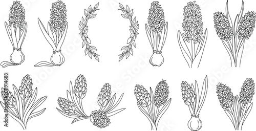 Elegant hyacinth flower line art vector collection featuring hand drawn black and white botanical spring floral design elements.