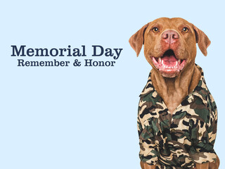 Memorial Day. Brown Pit Bull, American Flag and congratulatory inscription. Closeup, indoors, studio shot. National holiday concept. Congratulations for family, relatives, friends, colleagues